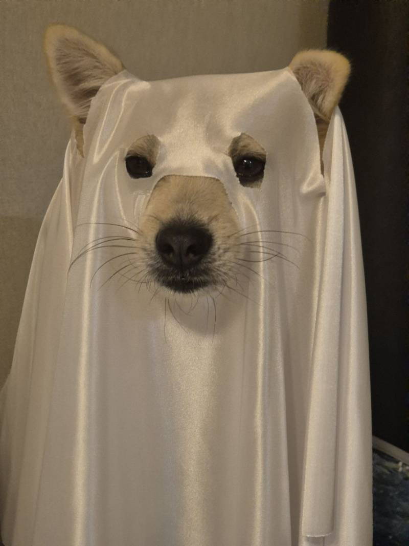 집에 귀신이 나와요의 내용을 보여주는 이미지 관련 이미지 3