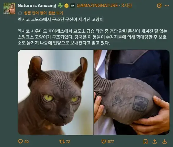 멕시코 교도소에서 구출된 고양이의 내용을 보여주는 이미지