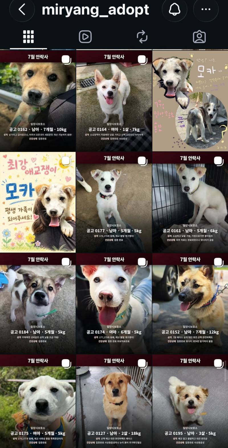 7월 안락사 목록을 소개합니다 (3일 남음)의 내용을 보여주는 이미지 관련 이미지 4