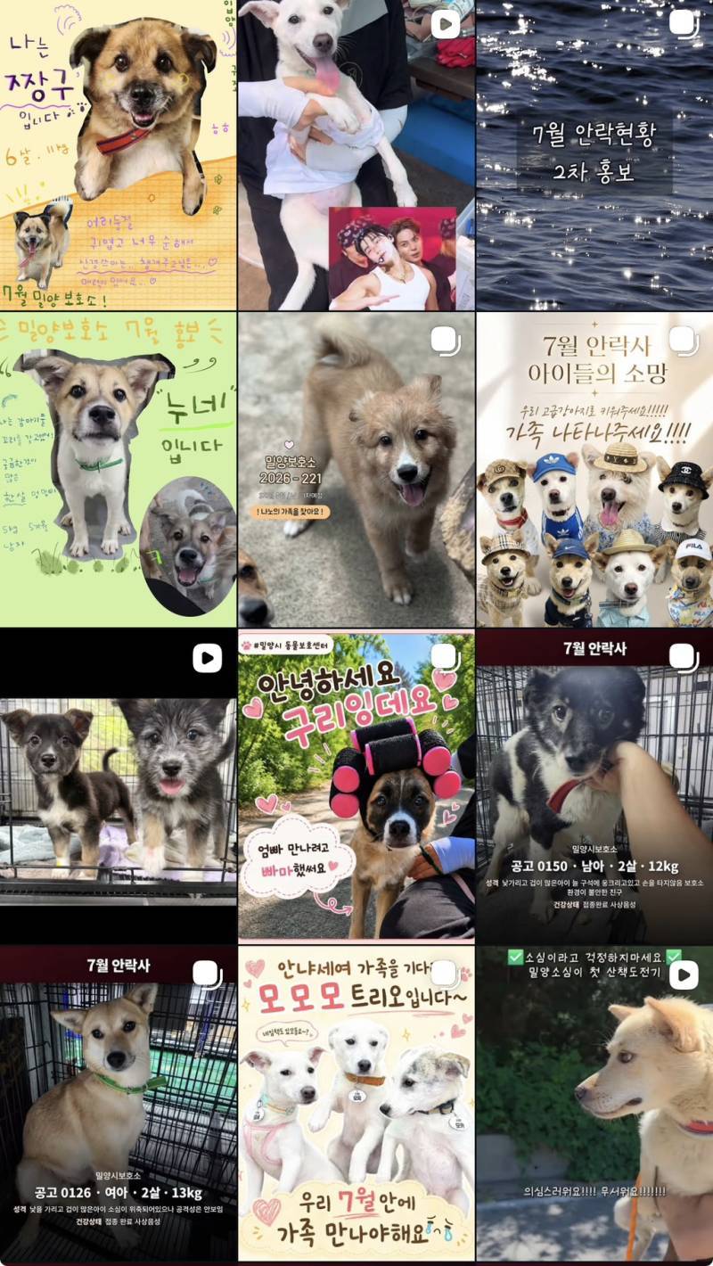 7월 안락사 목록을 소개합니다 (3일 남음)의 내용을 보여주는 이미지 관련 이미지 5