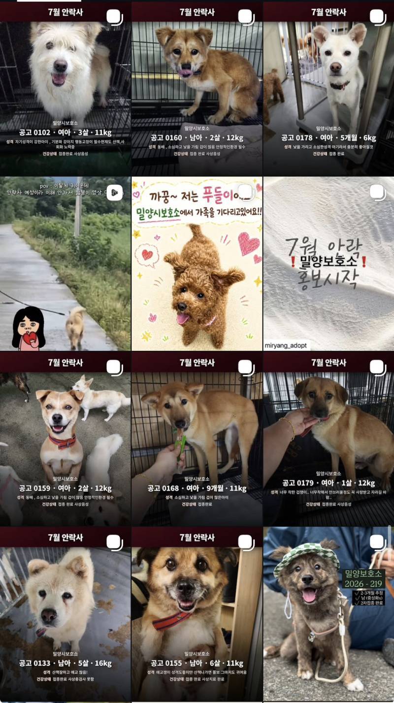 7월 안락사 목록을 소개합니다 (3일 남음)의 내용을 보여주는 이미지 관련 이미지 6
