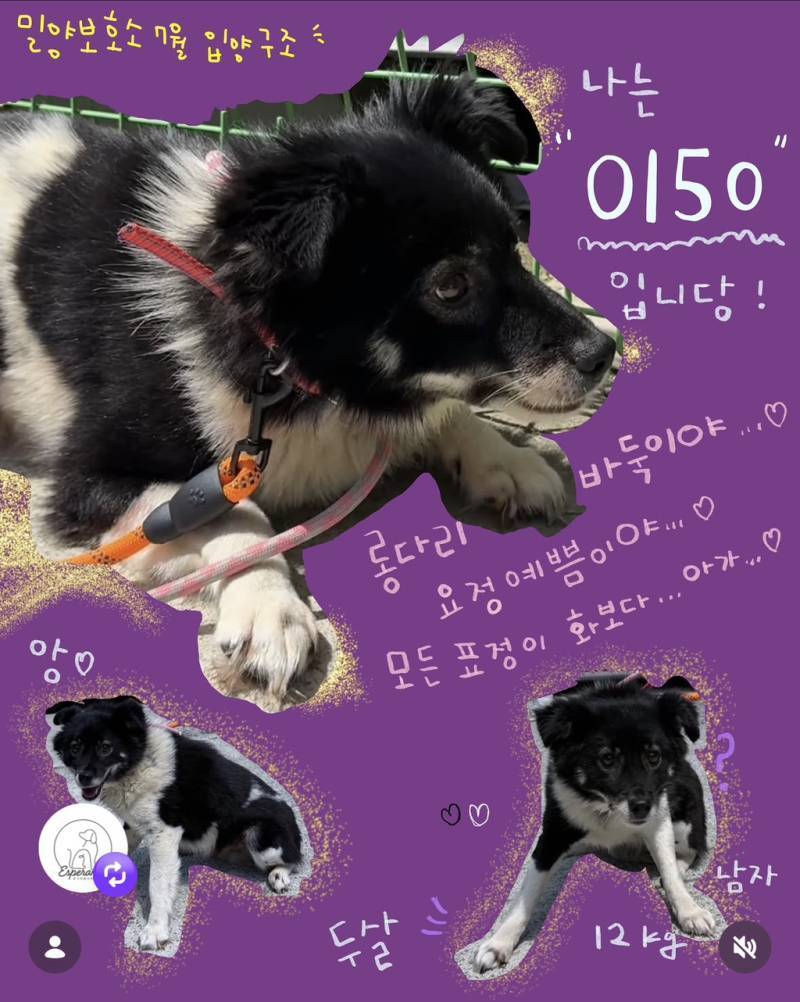 7월 안락사 목록을 소개합니다 (3일 남음)의 내용을 보여주는 이미지 관련 이미지 7