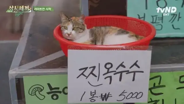 찐 고양이 5000원의 내용을 보여주는 이미지