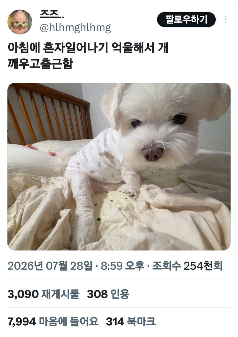 아침에 혼자일어나기 억울해서 개 깨우고출근함의 내용을 보여주는 이미지