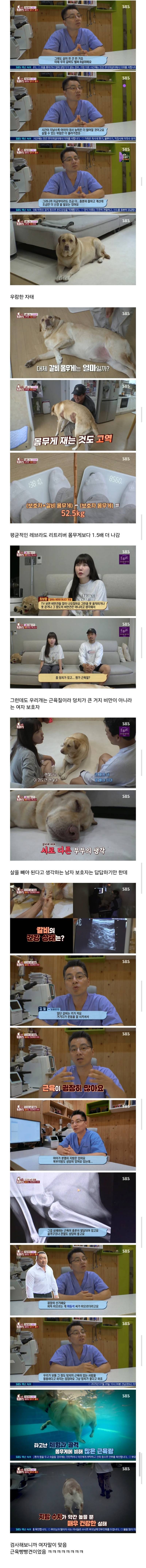 반려견 비만 아니라고 우기는 견주의 내용을 보여주는 이미지