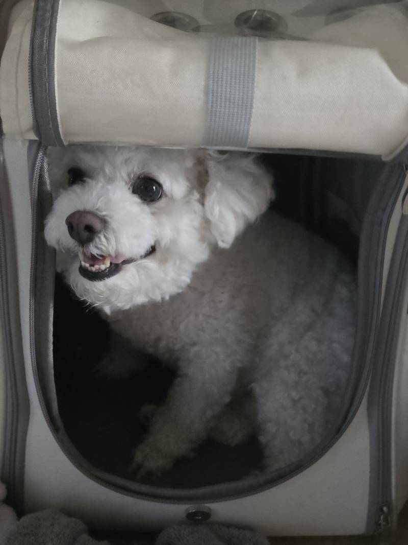 강아지 오늘 주말인줄 아나봄 엄청 신나서 나 깨우러 왓음의 내용을 보여주는 이미지 관련 이미지 2