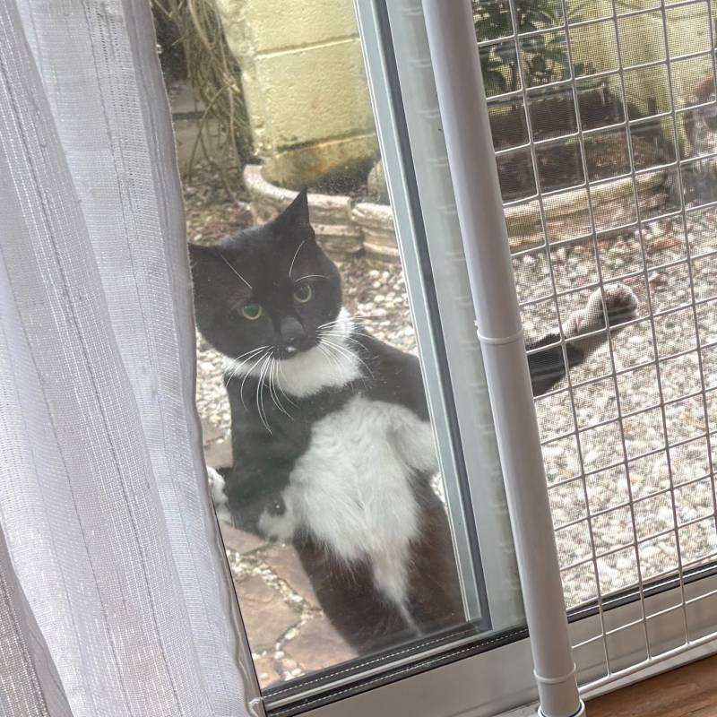 죄송하지만 집고양이가 되고 싶은데……라고 찾아온 고양이 씨 완전 야생 고양이 같은데 밥은 까다롭게 고르고 이것저것 집고양이 흉내를 내서 '집고양이를 목표로 한다면 이 책을 읽어라!' 같은 자기계발서를 읽고 있었을 가능성이