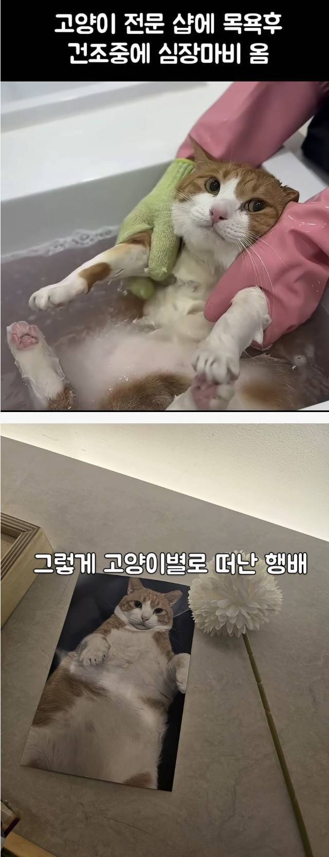 의외로 고양이가 죽을 수도 있는 상황의 내용을 보여주는 이미지