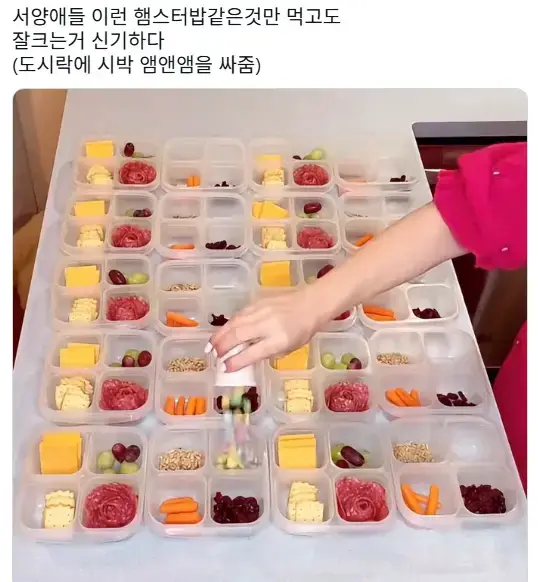 서양애들 이런 햄스터밥같은것만 먹고도 잘크는거 신기하다 (도시락에 시박 앰앤앰을 싸줌)의 내용을 보여주는 이미지