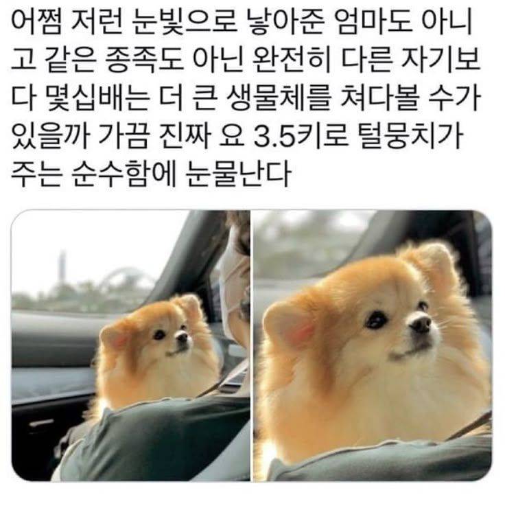 같은 종족도 아닌애가 어쩜 저런 눈빛을의 내용을 보여주는 이미지