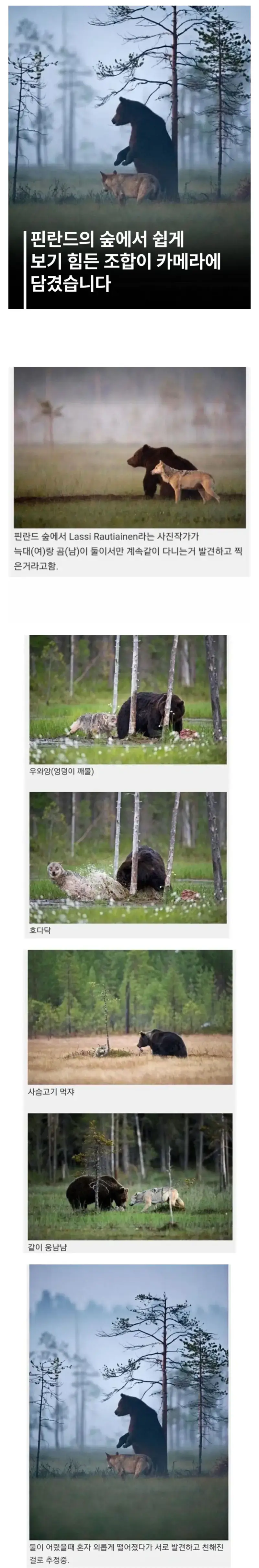 핀란드에서 발견된 같이다니는 늑대와 곰의 내용을 보여주는 이미지