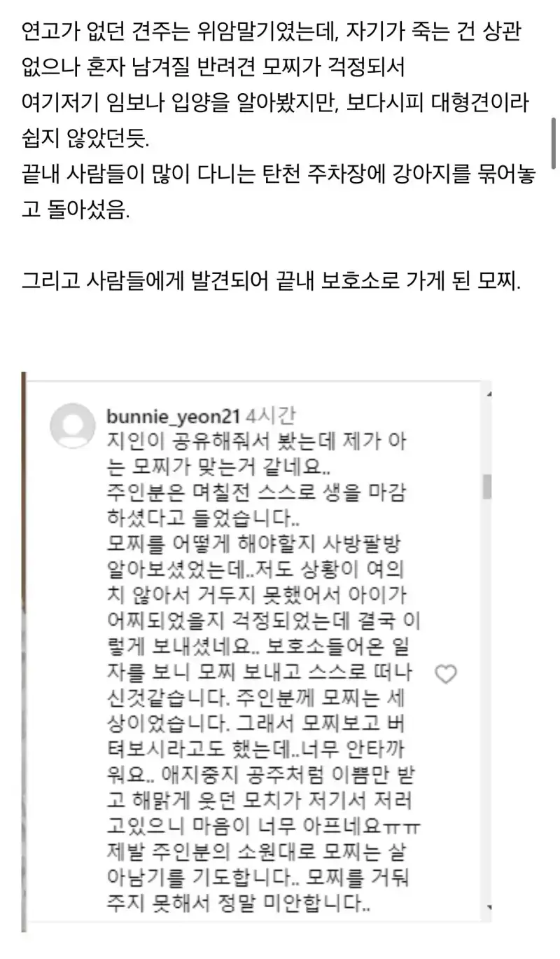 탄천주차장 버려진 강아지 사연의 내용을 보여주는 이미지 관련 이미지 6