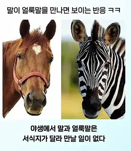 "말" 입장에서 "말"이 안되는 상황의 내용을 보여주는 이미지