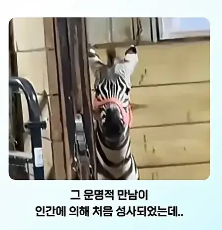 "말" 입장에서 "말"이 안되는 상황의 내용을 보여주는 이미지 관련 이미지 2