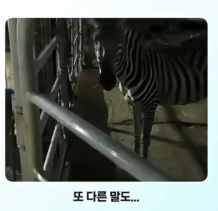 "말" 입장에서 "말"이 안되는 상황의 내용을 보여주는 이미지 관련 이미지 4