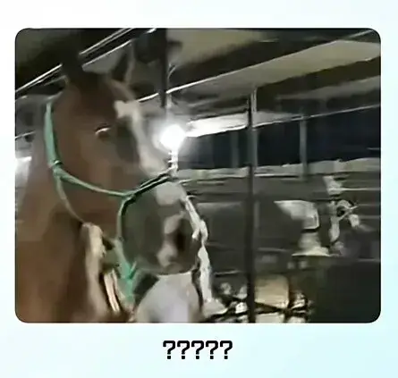 "말" 입장에서 "말"이 안되는 상황의 내용을 보여주는 이미지 관련 이미지 5