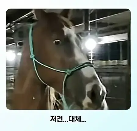 "말" 입장에서 "말"이 안되는 상황의 내용을 보여주는 이미지 관련 이미지 6