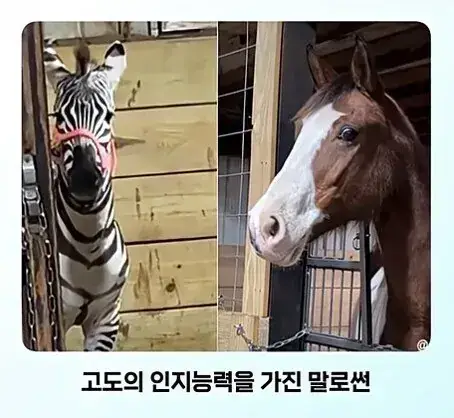 "말" 입장에서 "말"이 안되는 상황의 내용을 보여주는 이미지 관련 이미지 7