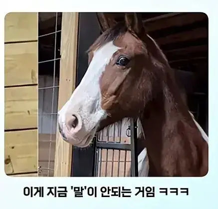"말" 입장에서 "말"이 안되는 상황의 내용을 보여주는 이미지 관련 이미지 8