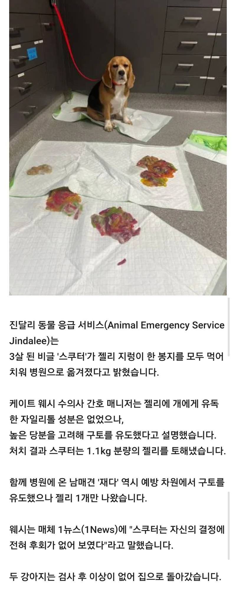 "후회는 없다"…젤리 1.1kg 삼키고 응급실 간 호주 비글의 내용을 보여주는 이미지