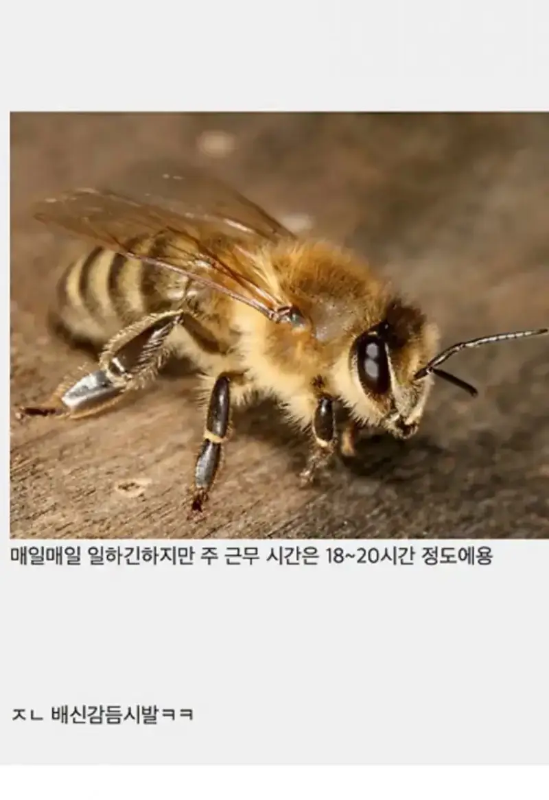 singlebungle1472-20260803-120456-001.jpeg