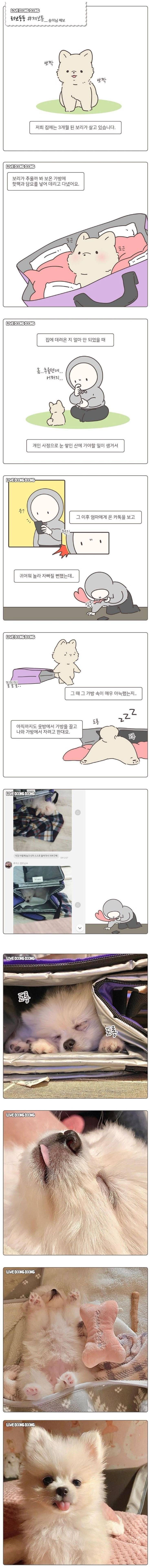 저희 집에는 3개월 된 보리가 살고 있습니다의 내용을 보여주는 이미지