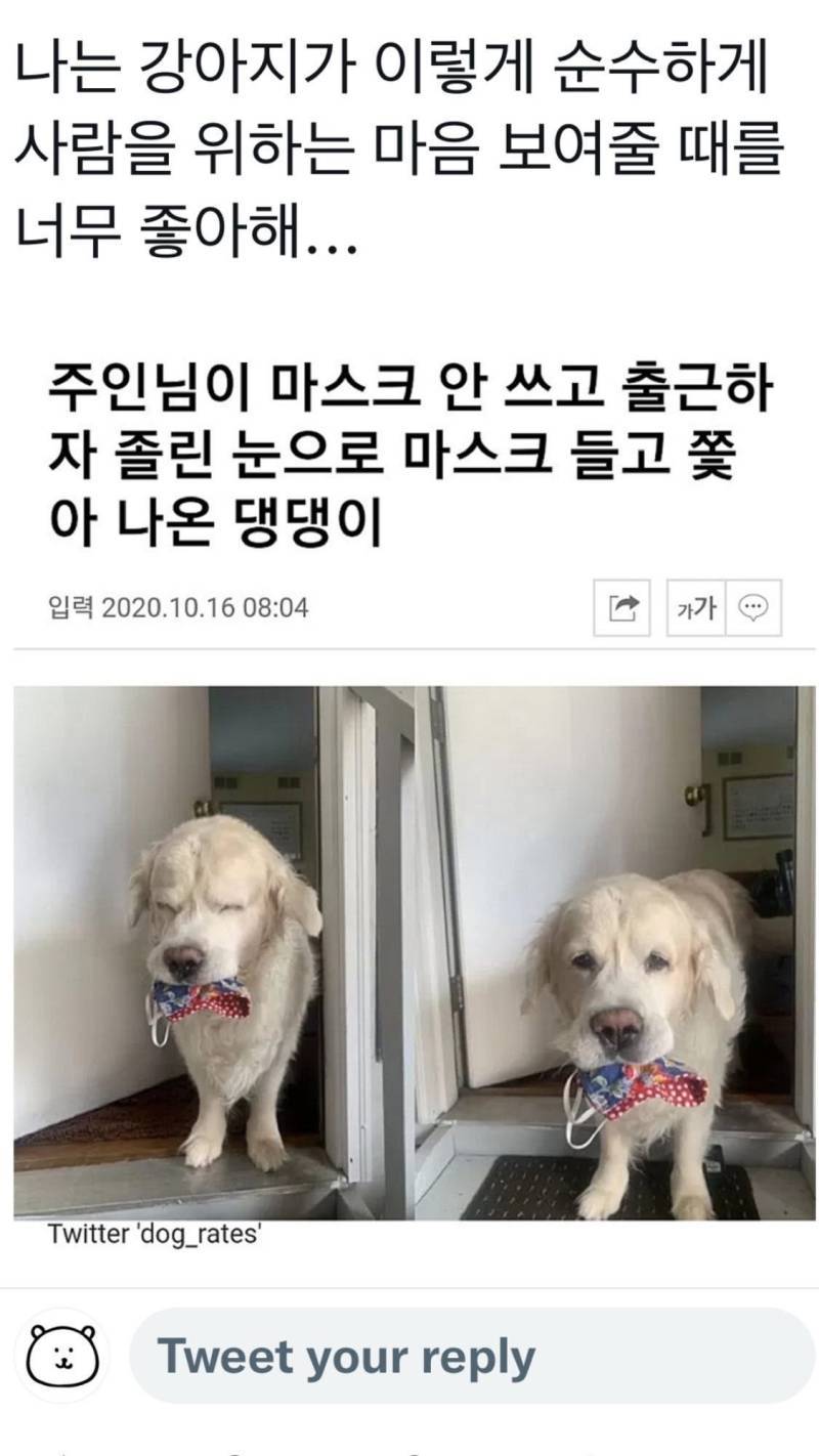 주인님이 마스크 안 쓰고 출근하자 졸린 눈으로 마스크 들고 쫓아 나온 댕댕이의 내용을 보여주는 이미지