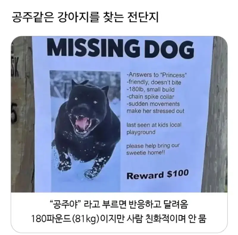 공주 찾는 전단지의 내용을 보여주는 이미지