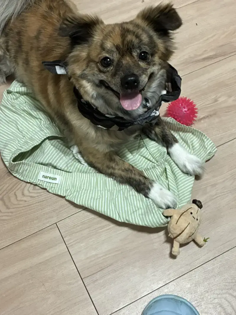 이 개가... 다 큰건지 만건지... 3년을 키워도 알수가 없다...의 내용을 보여주는 이미지 관련 이미지 2