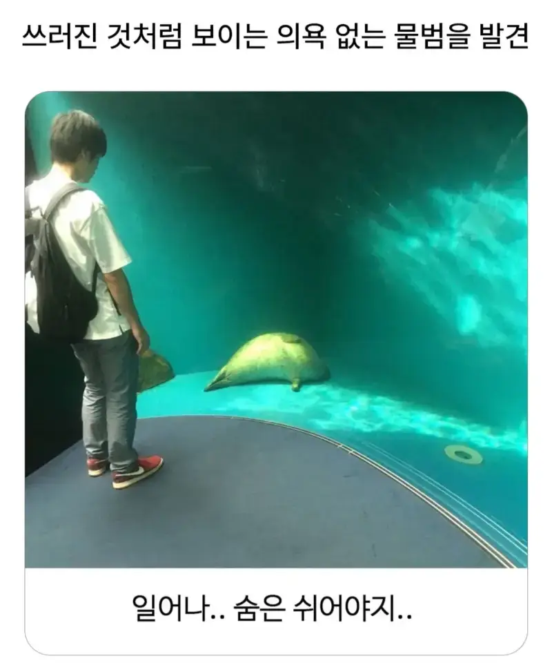 의욕없는 물범의 내용을 보여주는 이미지