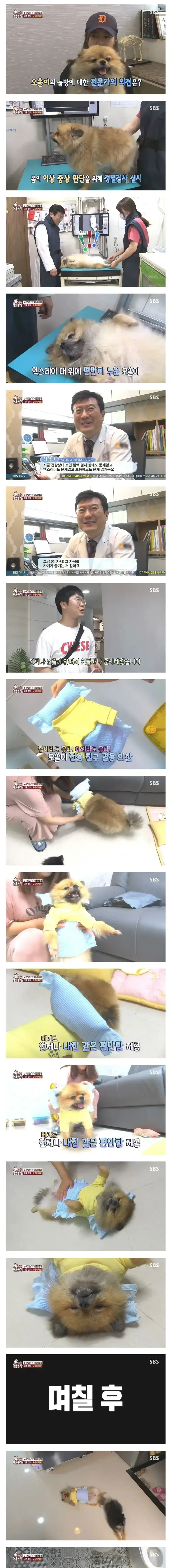 그냥 누웠음 강아지의 내용을 보여주는 이미지 관련 이미지 2