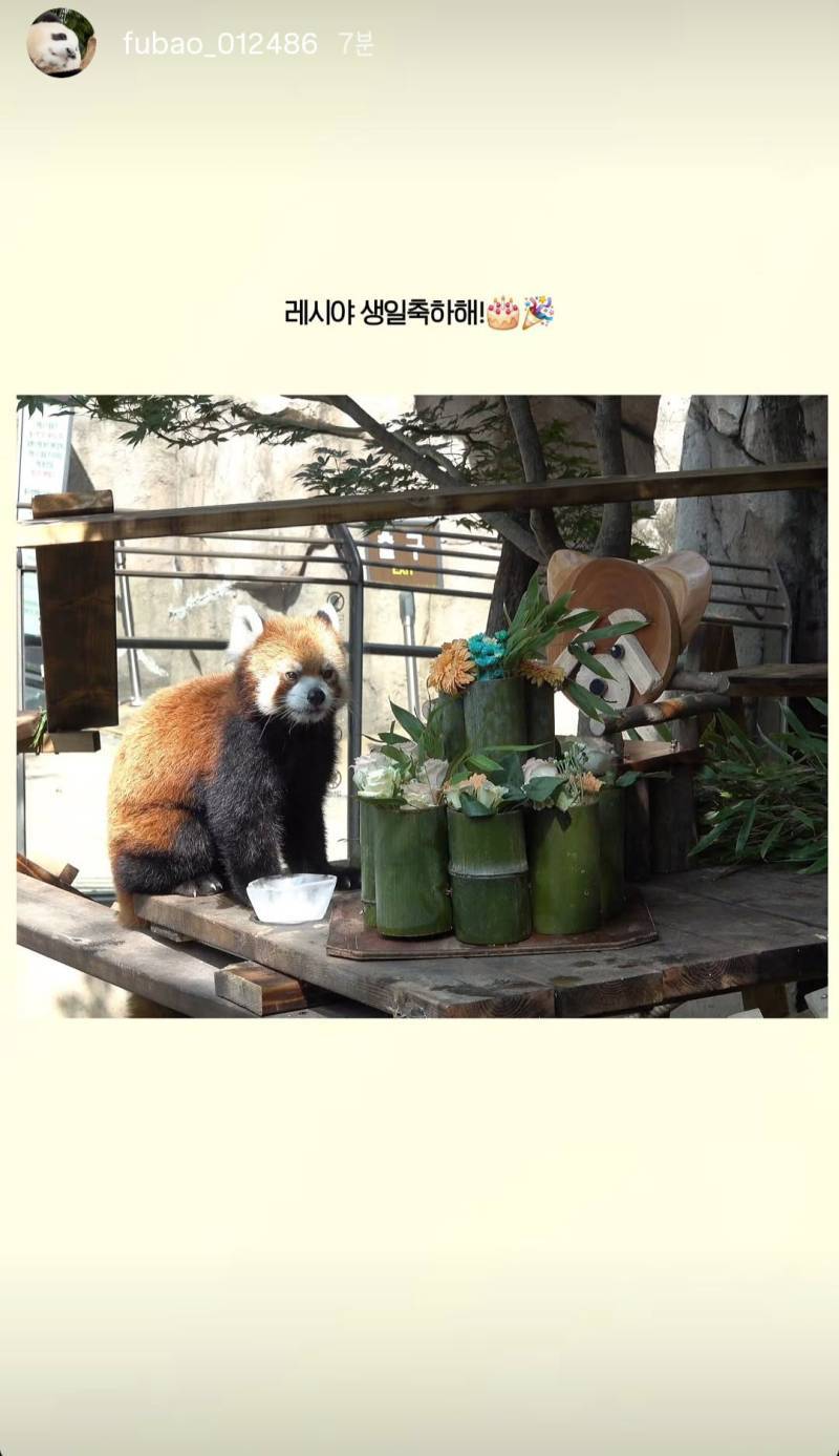 오늘은 레서판다 레시 생일 🎂 (귀욤뽀짝한 벤치 선물)의 내용을 보여주는 이미지