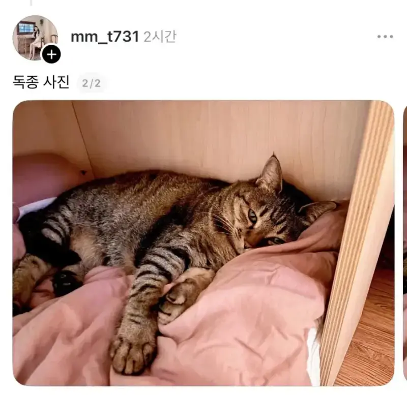 ??: 고양이 살 너무 찌우는 것도 학대다의 내용을 보여주는 이미지 관련 이미지 2