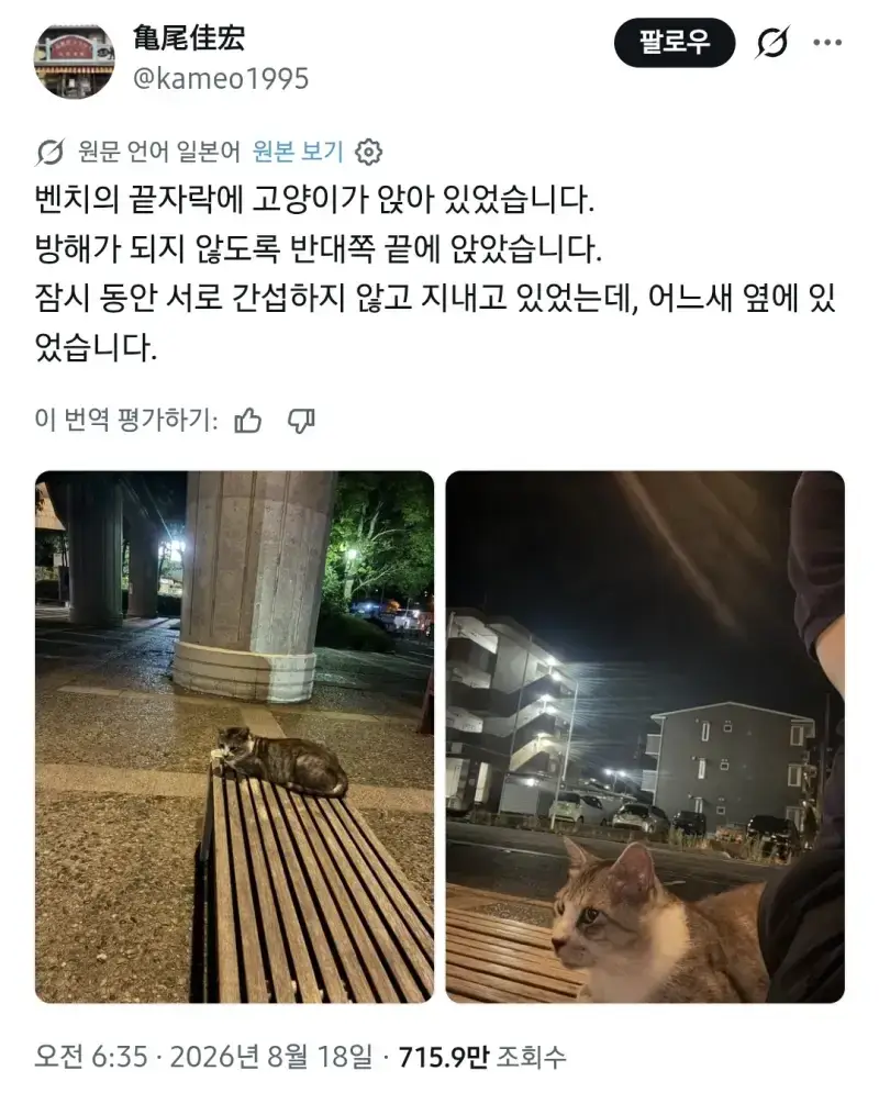 모르는 고양이와 벤치에 앉았다의 내용을 보여주는 이미지