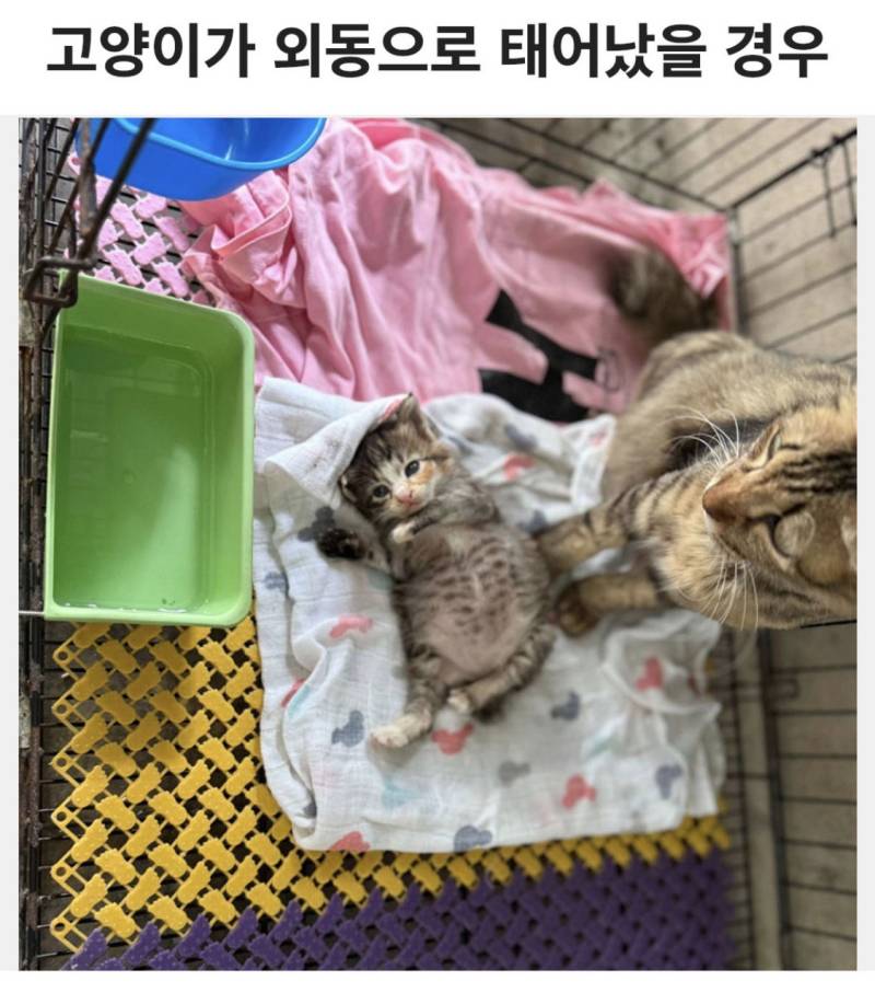 고양이가 외동으로 태어났을 경우의 내용을 보여주는 이미지