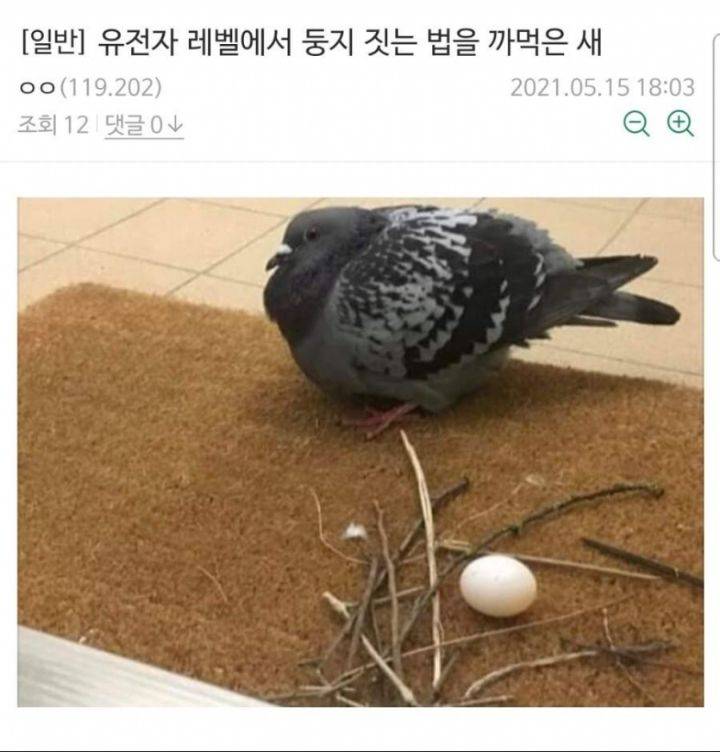 대충 살자 비둘기 둥지처럼...의 내용을 보여주는 이미지 관련 이미지 2