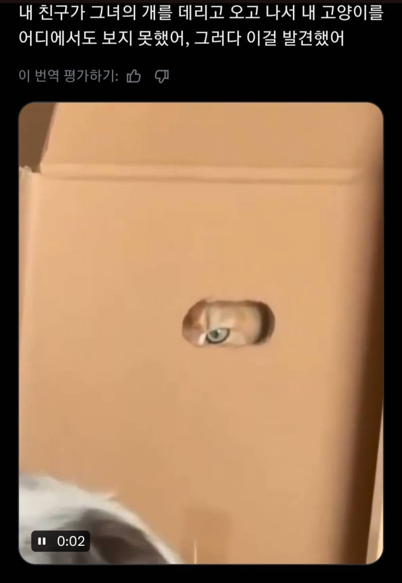 숨은 고양이 찾기🐱의 내용을 보여주는 이미지
