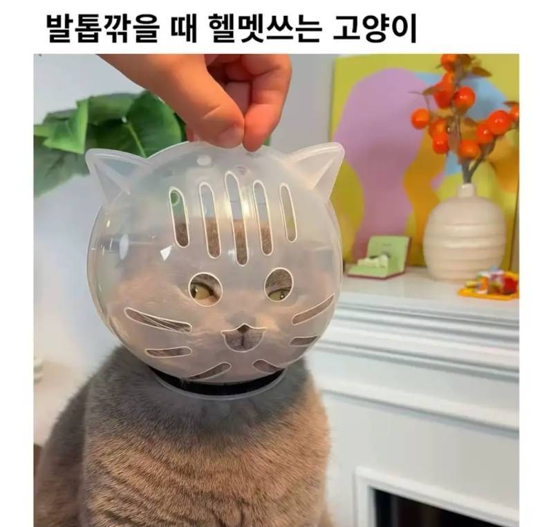 발톱 깎을 때 헬멧 쓰는 고양이의 내용을 보여주는 이미지