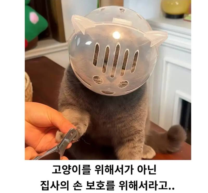 발톱 깎을 때 헬멧 쓰는 고양이의 내용을 보여주는 이미지 관련 이미지 2