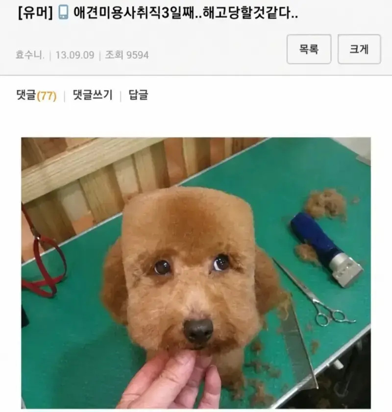 애견 미용사 취직 3일째...해고 당할것 같다..의 내용을 보여주는 이미지