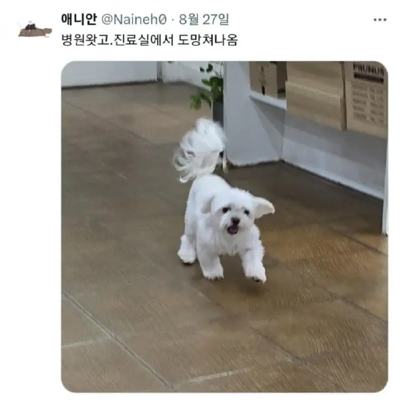진료실에서 도망나온 댕댕이의 내용을 보여주는 이미지