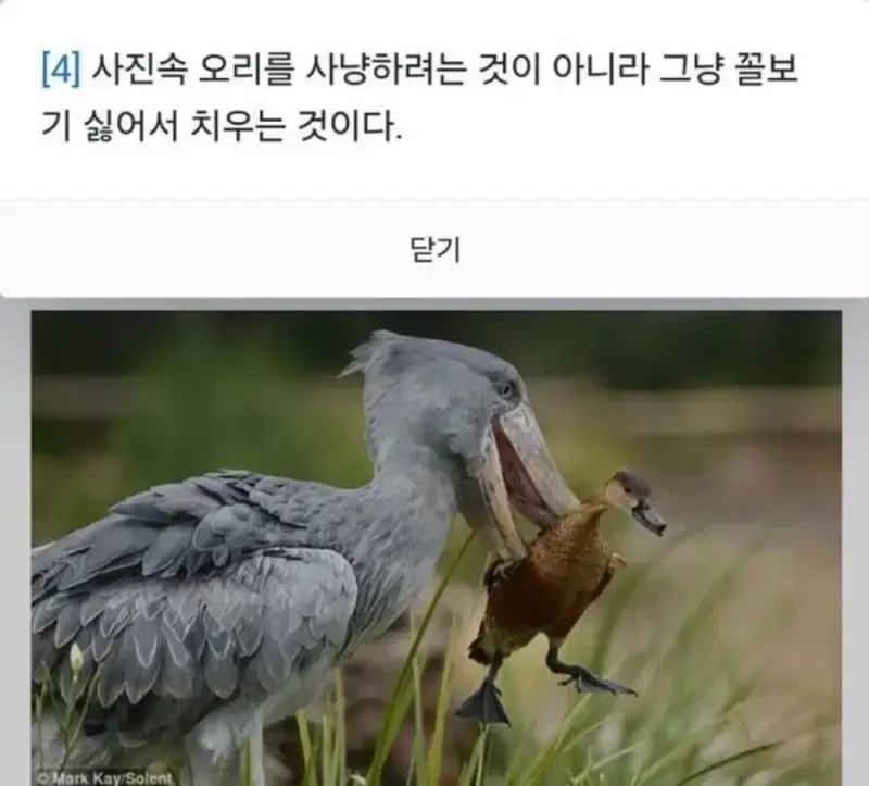 사진 속 오리를 먹는걸로 오해 받는 넓적부리황새 jpg.의 내용을 보여주는 이미지