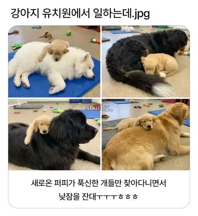 쿠션 감별사 강아지의 내용을 보여주는 이미지