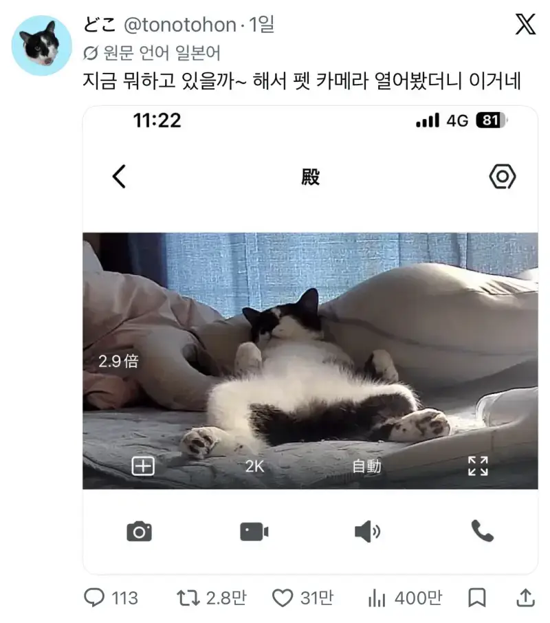 우리 고양이 혼자 집에서 뭐할까ㅠㅠ의 내용을 보여주는 이미지