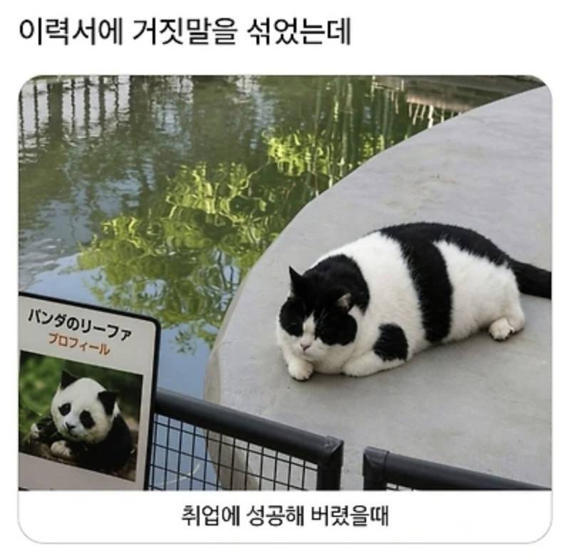 이력서에 거짓말 썼는데 취업 성공함…의 내용을 보여주는 이미지