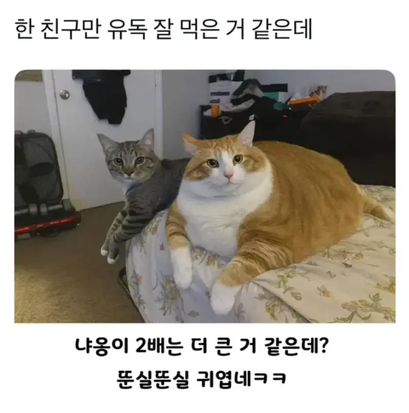 4AWXmqpzywWigAeIUcg8US.webp