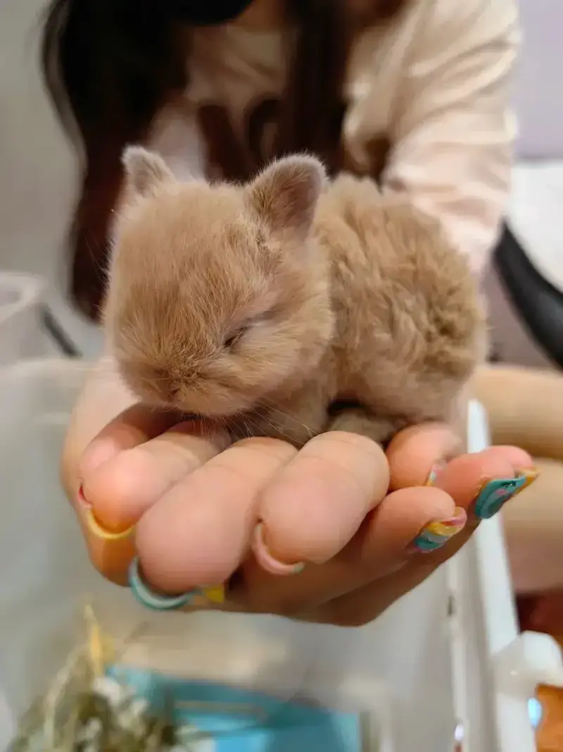 아직 귀가 째끄만 아기토끼의 내용을 보여주는 이미지