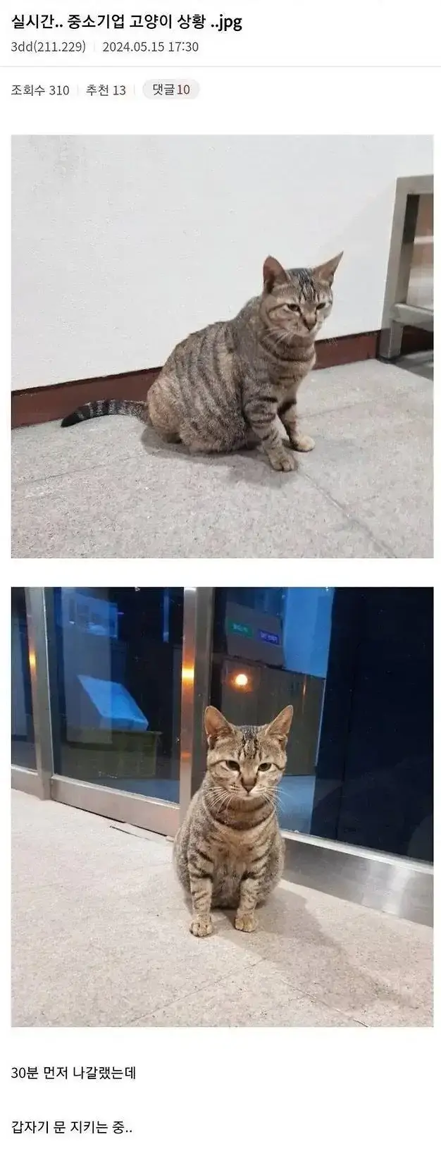 중소기업 고양이 상황의 내용을 보여주는 이미지