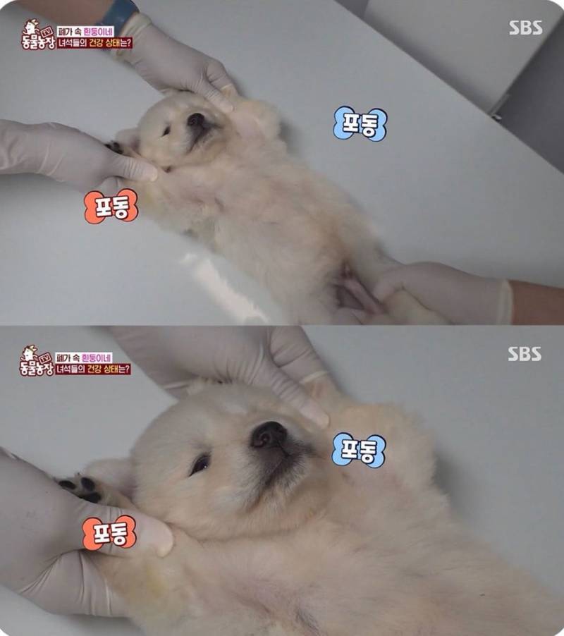 아기 백구 엑스레이의 내용을 보여주는 이미지