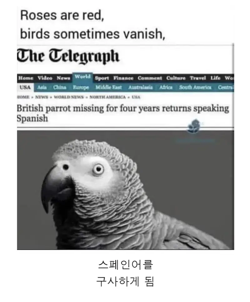 갑자기 사라졌다 4년만에 돌아온 앵무새의 변화의 내용을 보여주는 이미지